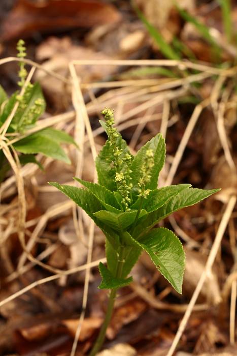 bažanka trváca Mercurialis perennis L.