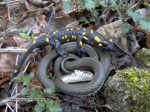 užovka obojková a salamandra škvrnita Natrix natrix      Salamandra salamandra