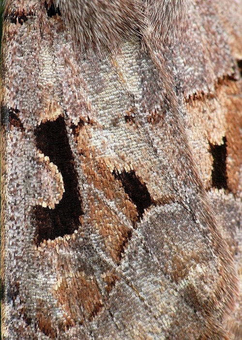 mora ovocná Orthosia gothica Linnaeus, 1758