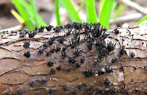 bradavkatka rôzoostná  Peroneutypa scoparia (Schwein.) Carmarán & A.I. Romero