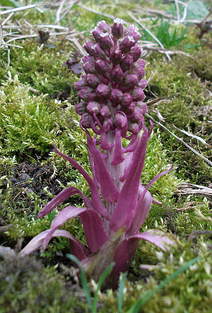 deväťsil lekársky Petasites hybridus (L.) P. Gaertn., B. Mey. et Scherb.