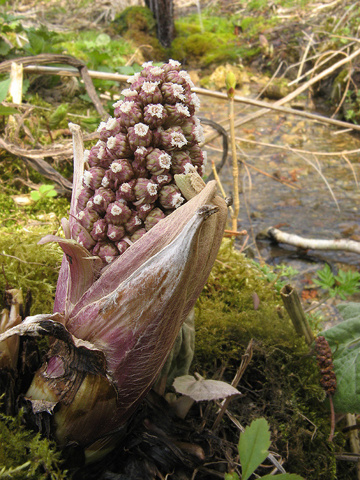 deväťsil lekársky Petasites hybridus (L.) P. Gaertn., B. Mey. et Scherb.