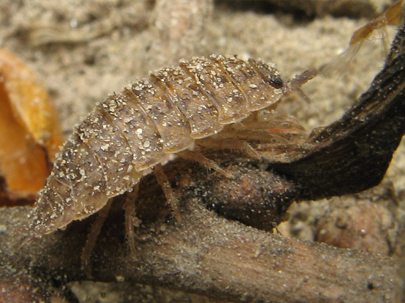 žižiavka Porcellio sp.