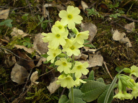 prvosienka vyššia Primula elatior (L.) L.