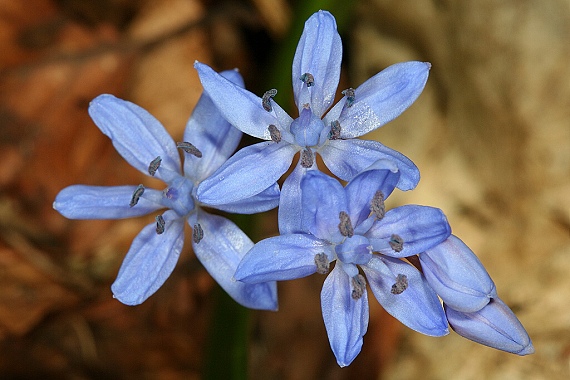 scila karpatská Scilla kladnii Schur