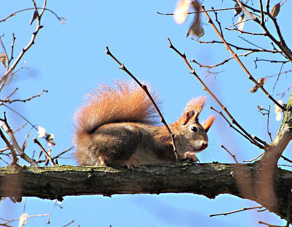 veverica stromova Sciurus vulgaris