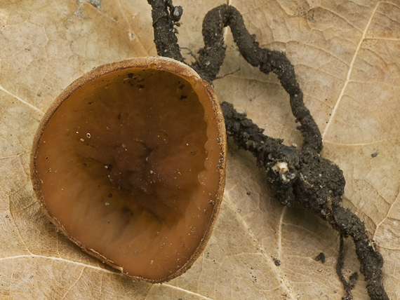 hľuznatka  Sclerotinia ficariae Rehm