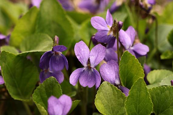 fialka Viola sp.