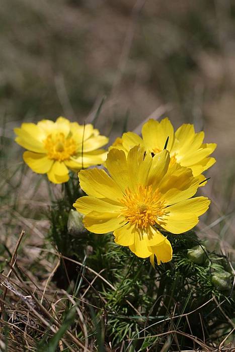 hlaváčik jarný Adonis vernalis L.