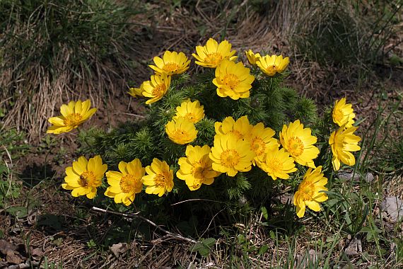 hlaváčik jarný Adonis vernalis L.