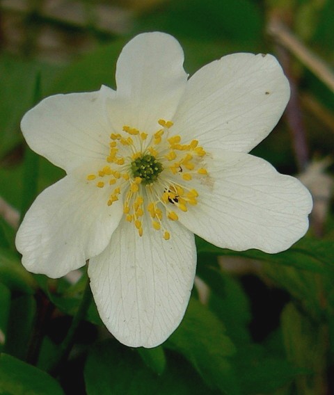 veternica hájna Anemone nemorosa L.