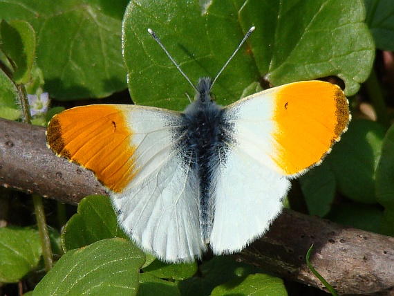 mlynárik žeruchový Anthocharis cardamines