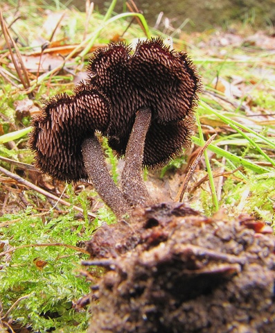 lopatovka obyčajná Auriscalpium vulgare Gray