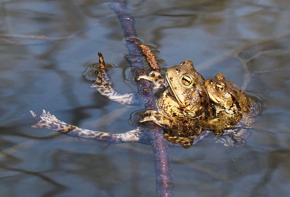 ropucha obecná Bufo bufo