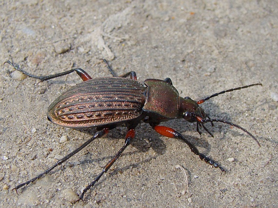 bystruška medená Carabus cancellatus