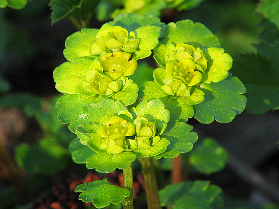 slezinovka striedavolistá Chrysosplenium alternifolium L.