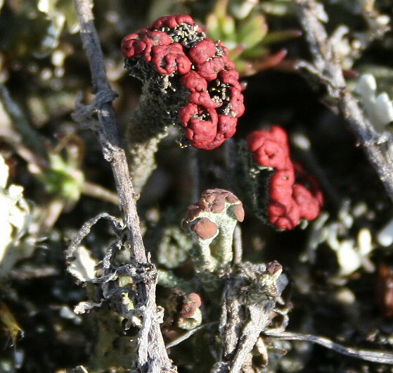 dutohlávka Cladonia sp.