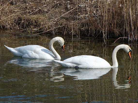 labuť hrdozobá Cygnus olor