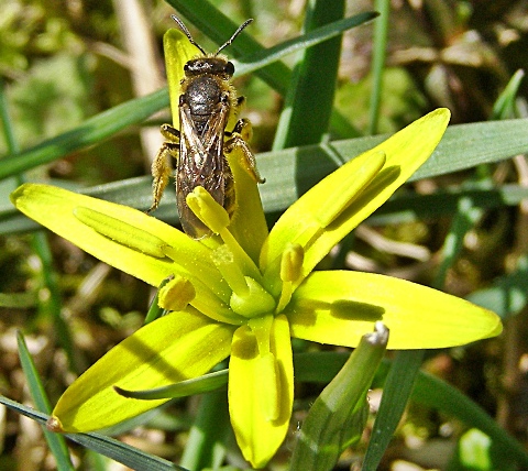 krivec žltý Gagea lutea (L.) Ker Gawl.