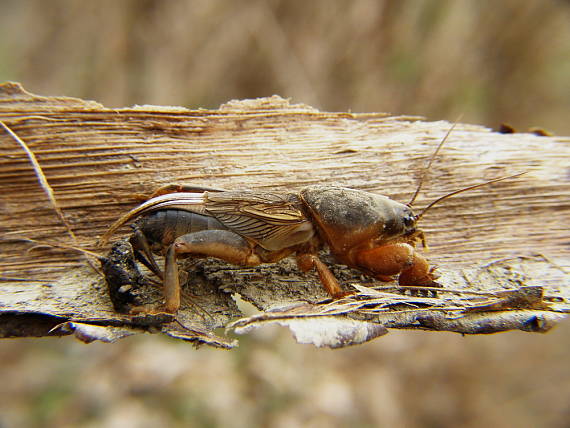 medvedík obyčajný Gryllotalpa grylotalpa