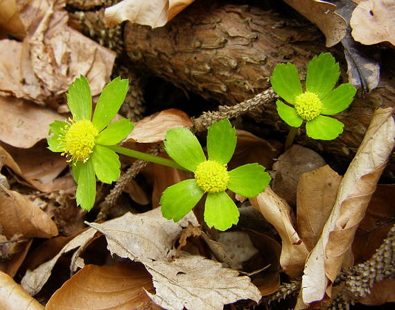 hviezdnatec čemericový Hacquetia epipactis (Scop.) DC.