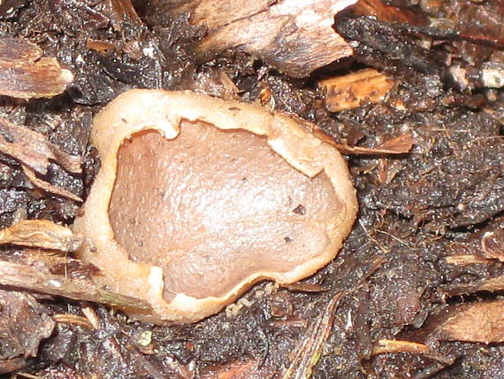 chriapač Helvella sp.