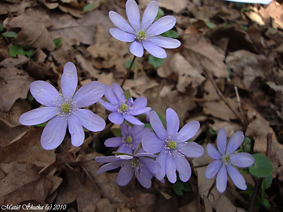 pečeňovník trojlaločný Hepatica nobilis Schreb.