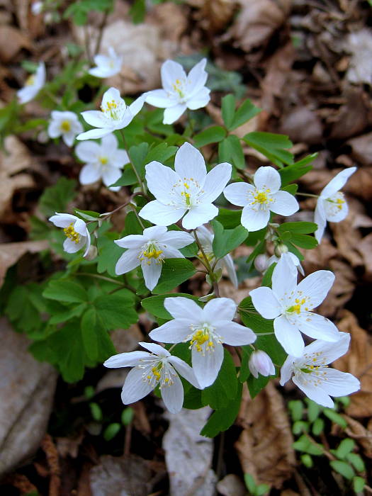 veterník žltuškovitý Isopyrum thalictroides L.