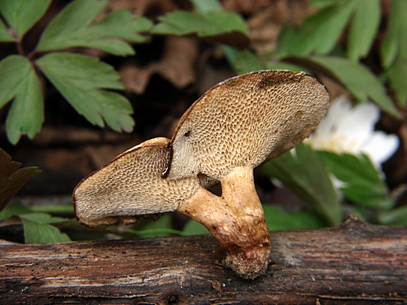 trúdnik veľkopórový Neofavolus alveolaris (DC.) Sotome & T. Hatt.