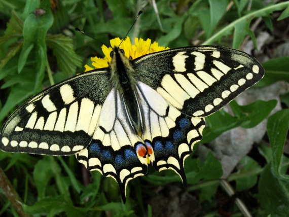 vidlochvost feniklový  Papilio machaon