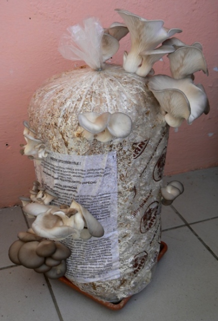 hliva ustricovitá Pleurotus ostreatus