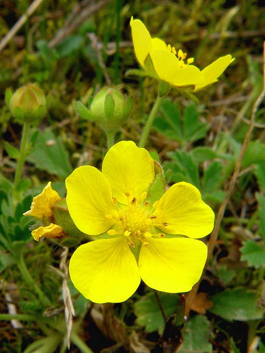 nátržník piesočný Potentilla arenaria Borkh.