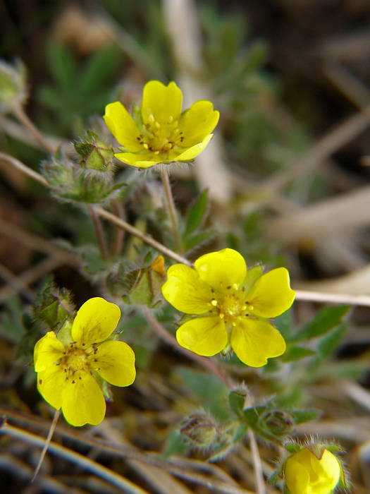 nátržnik Potentilla sp.