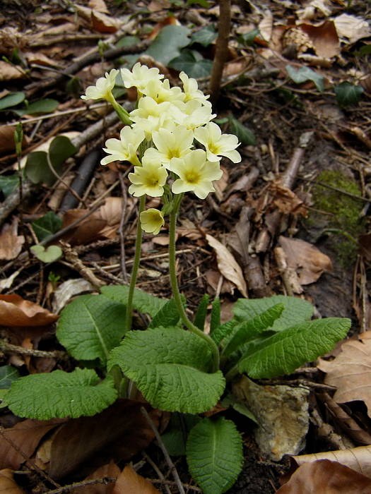 prvosienka vyššia Primula elatior (L.) L.