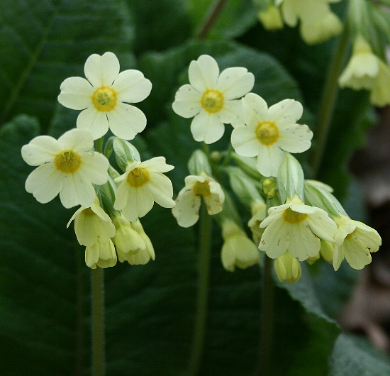 prvosienka vyššia-prvosenka vyšší Primula elatior (L.) L.