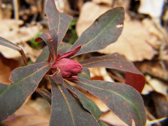 mliečnik mandľolistý Tithymalus amygdaloides (L.) Hill