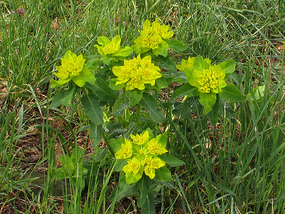 mliečnik mnohofarebný Tithymalus epithymoides (L.) Klotzsch et Garcke