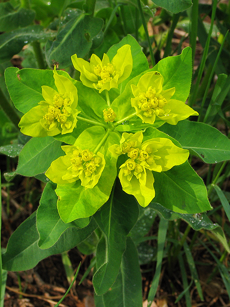 mliečnik mnohofarebný Tithymalus epithymoides (L.) Klotzsch et Garcke