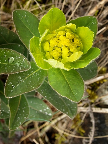 mliečnik mnohofarebný Tithymalus epithymoides (L.) Klotzsch et Garcke