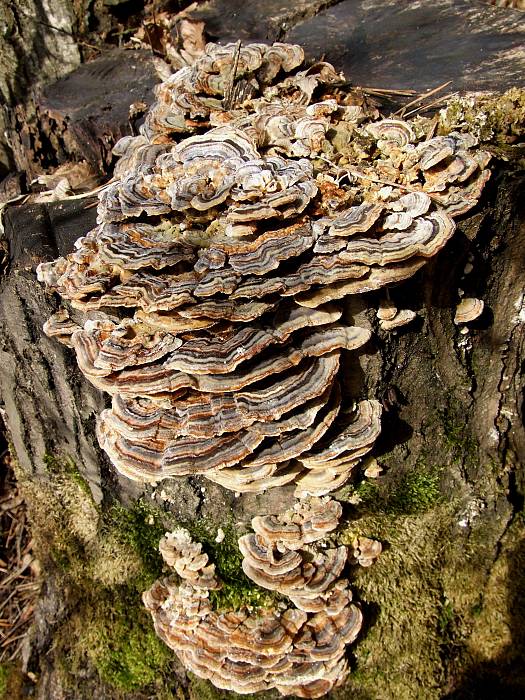 trúdnikovec pestrý Trametes versicolor (L.) Lloyd