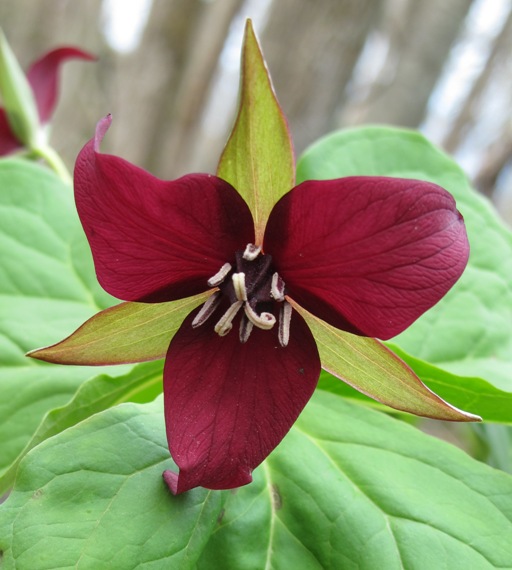 wake robin"Trojlist vzpriameny" Trillium erectum