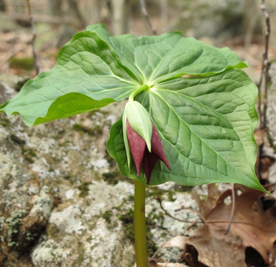 wake robin"Trojlist vzpriameny" Trillium erectum