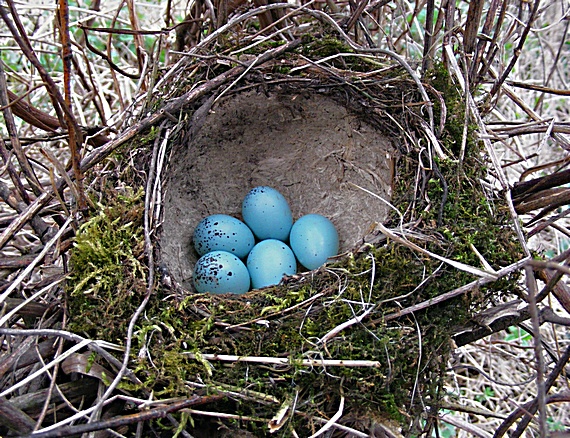 drozd plavý Turdus philomelos