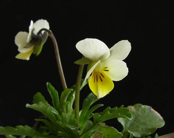 fialka roľná Viola arvensis Murray