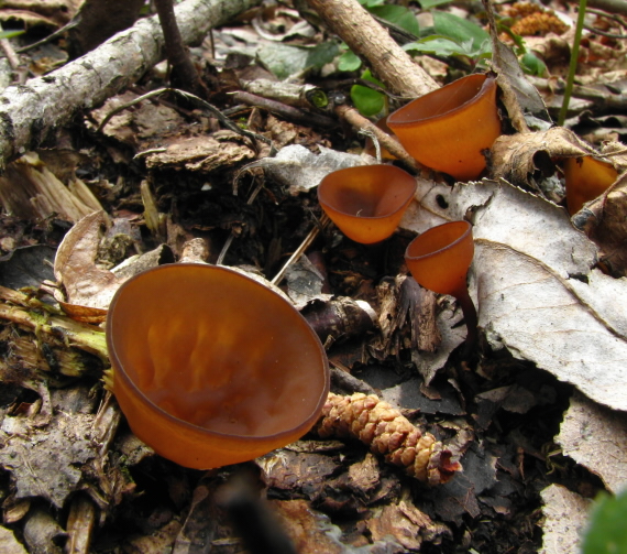 hľuznatka veternicová   Dumontinia tuberosa  (Bull.) L.M. Kohn