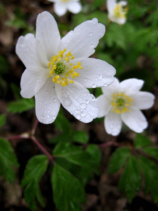 veternica hájna Anemone nemorosa L.