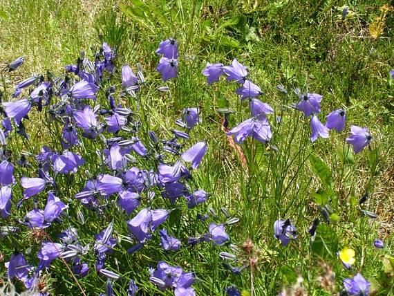 zvonček tatranský Campanula tatrae Borbás