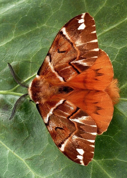 strakáč brezový Endromis versicolora Linnaeus, 1758