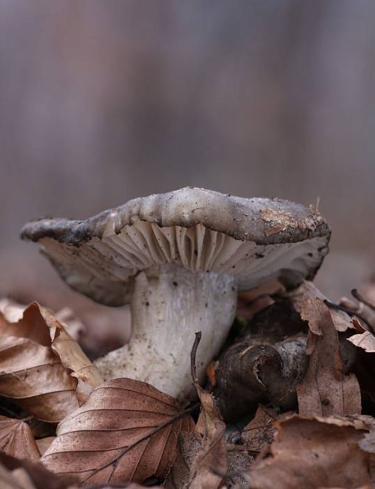 šťavnačka marcová Hygrophorus marzuolus (Fr.) Bres.