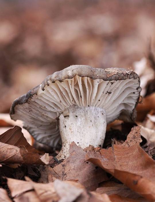 šťavnačka marcová Hygrophorus marzuolus (Fr.) Bres.